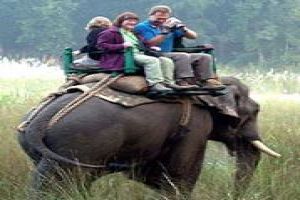 Set out on Animal Safari