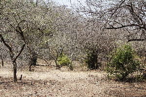 5 Days Package for Jim Corbett and Mussoorie from Delhi