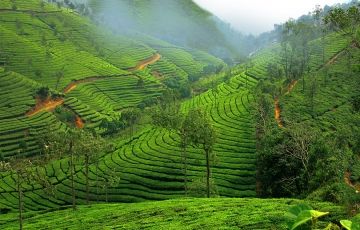 Beautiful 3 Days 2 Nights Munnar Holiday Package