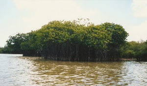 Pichavaram Backwaters 