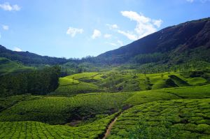 4 Days 3 Nights Munnar Thekkady Alleppey Holiday Package