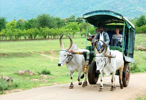 Bullock Cart Discovery 