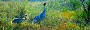Salim Ali Bird Sanctuary