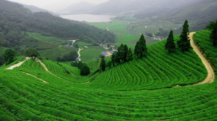 Munnar Trip Packages
